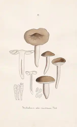 Tricholoma atro-cinereum Pers. - Plate 87 - mushrooms Pilze fungi funghi champignon Mykologie mycology mycolog