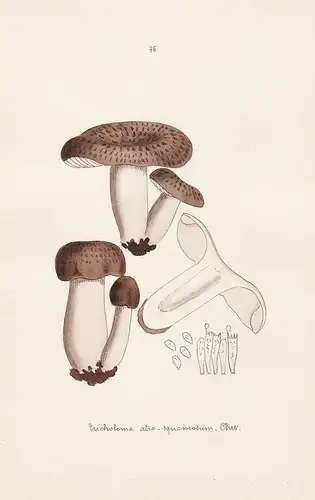 Tricholoma atro-squamosum Chev. - Plate 76 - mushrooms Pilze fungi funghi champignon Mykologie mycology mycolo