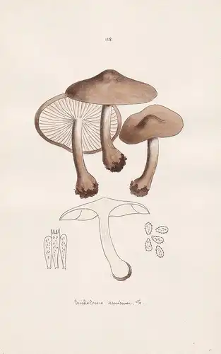 Tricholoma amicum Fr. - Plate 118 - mushrooms Pilze fungi funghi champignon Mykologie mycology mycologie - Ico