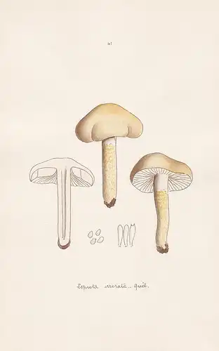 Lepiota irrorata Quel. - Plate 41 - mushrooms Pilze fungi funghi champignon Mykologie mycology mycologie - Ico