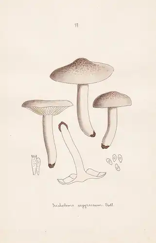 Tricholoma argyraceum Bull. - Plate 77 - mushrooms Pilze fungi funghi champignon Mykologie mycology mycologie