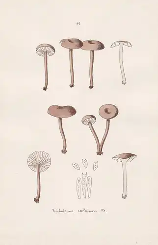 Tricholoma caelatum Fr. - Plate 102 - mushrooms Pilze fungi funghi champignon Mykologie mycology mycologie - I