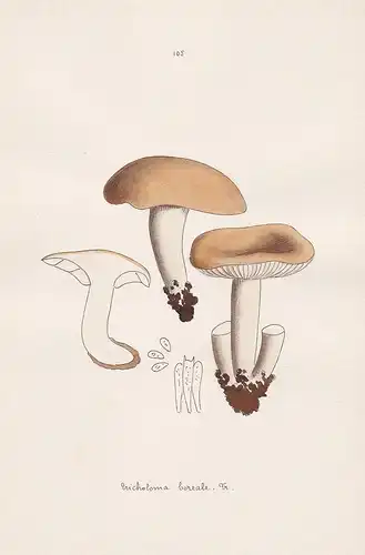 Tricholoma boreale Fr. - Plate 105 - mushrooms Pilze fungi funghi champignon Mykologie mycology mycologie - Ic