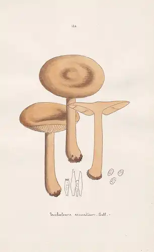 Tricholoma arcuatum Bull. - Plate 120 - mushrooms Pilze fungi funghi champignon Mykologie mycology mycologie -
