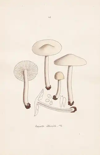 Lepiota illinita Fr. - Plate 42 - mushrooms Pilze fungi funghi champignon Mykologie mycology mycologie - Icono