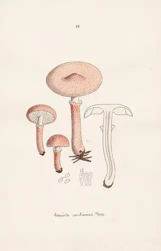 Lepiota carcharias Pers. - Plate 38 - mushrooms Pilze fungi funghi champignon Mykologie mycology mycologie - I