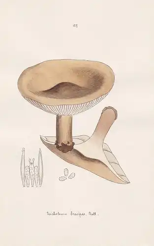 Tricholoma brevipes Bull. - Plate 127 - mushrooms Pilze fungi funghi champignon Mykologie mycology mycologie -