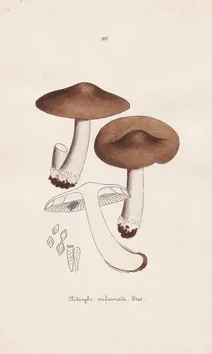 Clitocybe infumata Bres. - Plate 185 - mushrooms Pilze fungi funghi champignon Mykologie mycology mycologie -