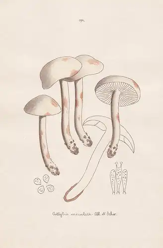 Collybia maculata Alb. et Schw. - Plate 194 - mushrooms Pilze fungi funghi champignon Mykologie mycology mycol