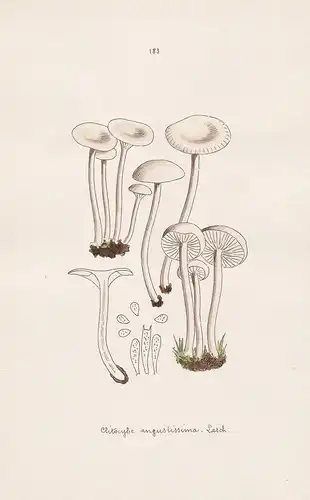 Clitocybe angustissima Lasch - Plate 183 - mushrooms Pilze fungi funghi champignon Mykologie mycology mycologi