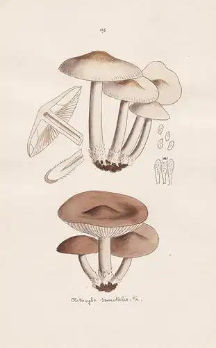 Collybia semitalis Fr. - Plate 196 - mushrooms Pilze fungi funghi champignon Mykologie mycology mycologie - Ic