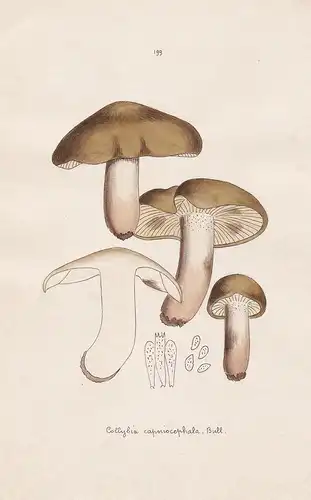 Collybia capniocephala Bull. - Plate 199 - mushrooms Pilze fungi funghi champignon Mykologie mycology mycologi