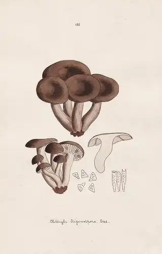 Clitocybe trigonospora Bres. - Plate 186 - mushrooms Pilze fungi funghi champignon Mykologie mycology mycologi