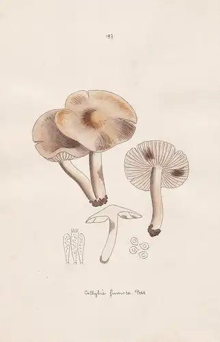 Collybia fumosa Pers. - Plate 197 - mushrooms Pilze fungi funghi champignon Mykologie mycology mycologie - Ico
