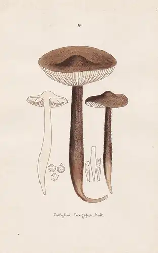Collybia longipes Bull. - Plate 190 - mushrooms Pilze fungi funghi champignon Mykologie mycology mycologie - I