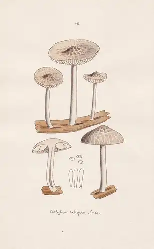 Collybia retigera Bres. - Plate 193 - mushrooms Pilze fungi funghi champignon Mykologie mycology mycologie - I