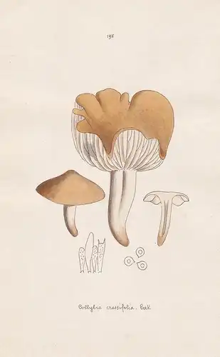 Collybia crassifolia Berk. - Plate 198 - mushrooms Pilze fungi funghi champignon Mykologie mycology mycologie