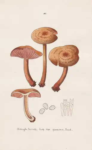 Clitocybe laccata Scop. var. proxima Boud. - Plate 188 - mushrooms Pilze fungi funghi champignon Mykologie myc