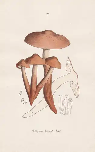 Collybia fusipes Bull. - Plate 192 - mushrooms Pilze fungi funghi champignon Mykologie mycology mycologie - Ic