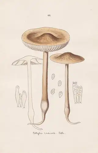 Collybia radicata Relh. - Plate 189 - mushrooms Pilze fungi funghi champignon Mykologie mycology mycologie - I