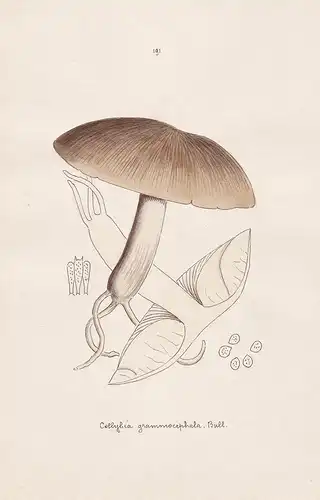 Collybia grammocehpala Bull. - Plate 191 - mushrooms Pilze fungi funghi champignon Mykologie mycology mycologi