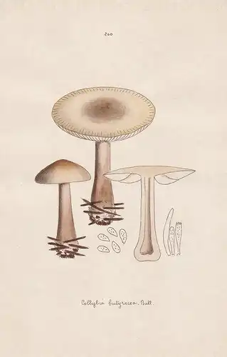 Collybia butyracea Bull. - Plate 200 - mushrooms Pilze fungi funghi champignon Mykologie mycology mycologie -