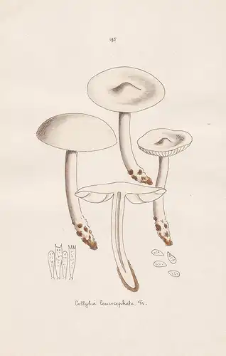 Collybia leucocephala Fr. - Plate 195 - mushrooms Pilze fungi funghi champignon Mykologie mycology mycologie -
