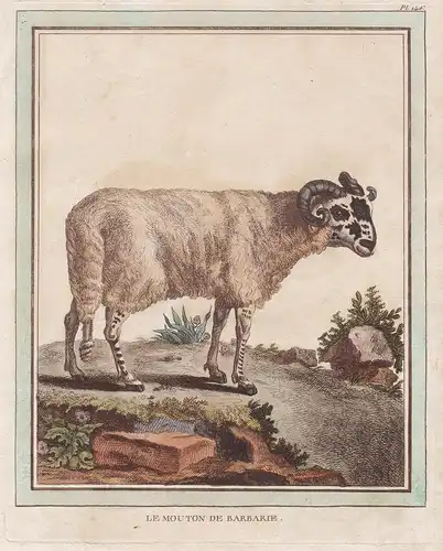 Le Mouton de Barbarie - Mouton sheep Schaf Widder Ovis aries Schafe ovines