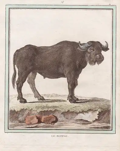 Le Buffle - Büffel Bubalina buffalo Buffle Rind Rinder