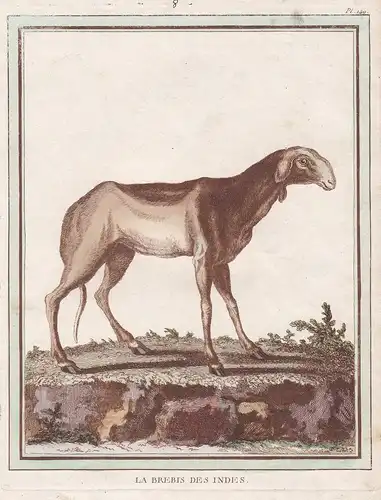 Le Brebis des Indes - Indisches Schaf Indien India Mouton sheep Widder Ovis aries Schafe ovines