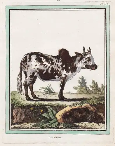 Le Zebu - Zebu Rind cattle cow