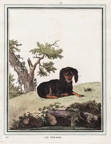 Le Pyrame - Zwergspaniel King Charles Spaniel Hund dog dogs Hunde