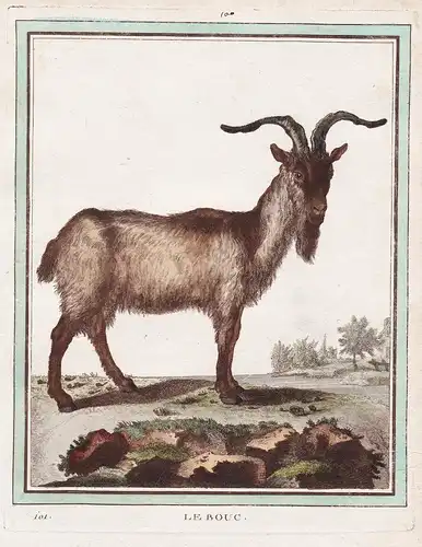 Le Bouc - Ziegenbock Ziege Bock billy goat buck chevre