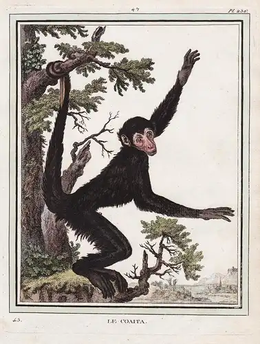 Le Coaita - Klammeraffe singe araignée spider monkey monkeys Affen