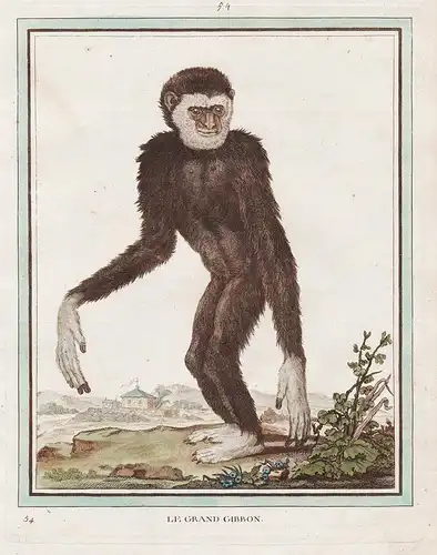 Le Grand Gibbon - Gibbon Affe monkey monkeys Affen