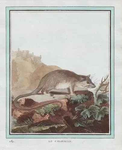 Le Cayopollin - rat Ratte rats