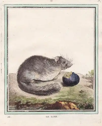 Le Loir - Siebenschläfer dormouse mouse Maus
