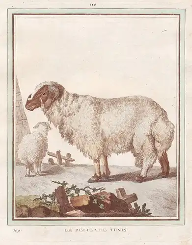 Le Belier de Tunis - American Tunis Ram sheep