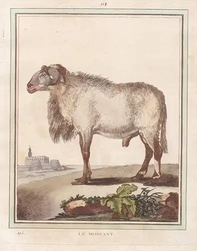 Le Morvant - Schaf sheep mouton