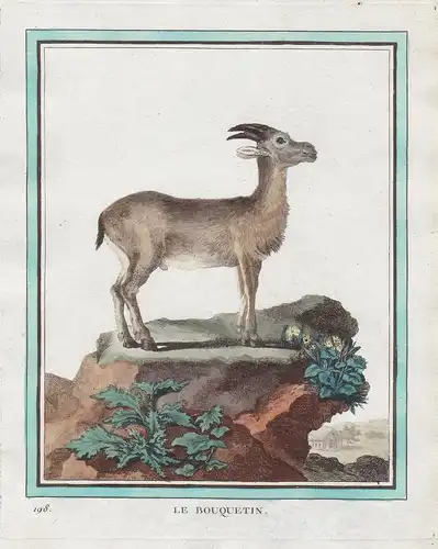 Le Bouquetin - Ibex Steinbock Bouquetin