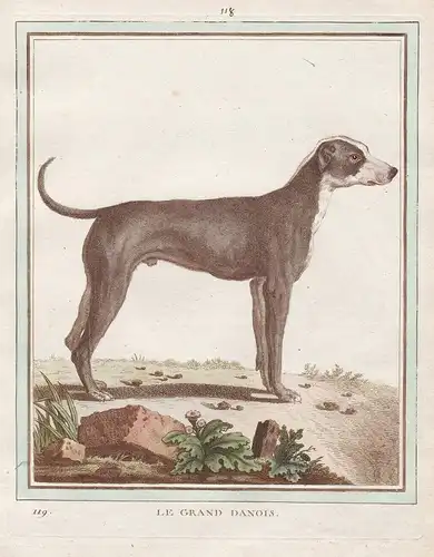 Le Grand Danois - Great Dane dog Deutsche Dogge Hund Hunde dogs chien