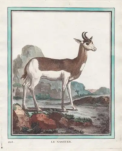 Le Nanguer - Antilope Antelope