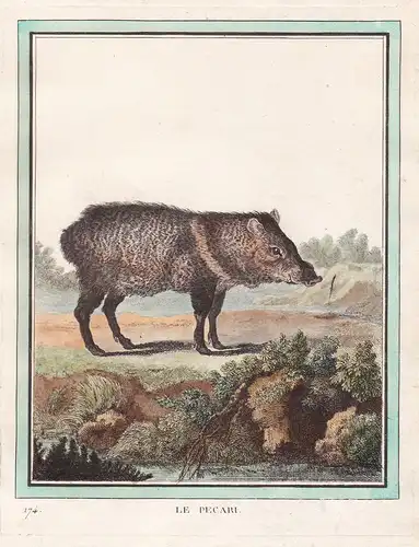 Le Pecari - Peccary javelina Nabelschweine