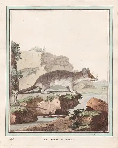 Le Sarigne Malle - Säugetier mammal