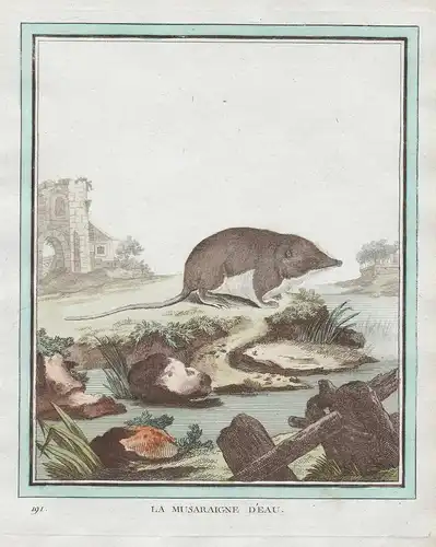 La Musaraigne d'Eau - Spitzmaus shrew mouse