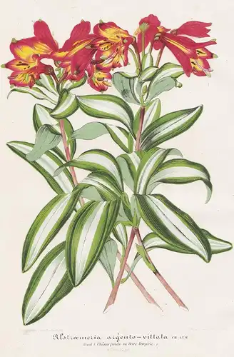 Alstroemeria Argento-Vittata -  Lilie Peruvian lily Lily of the Incas Inkalilien Brasilien Brazil Brasil Pflan