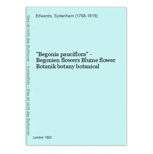 Begonia pauciflora - Begonien flowers Blume flower Botanik botany botanical