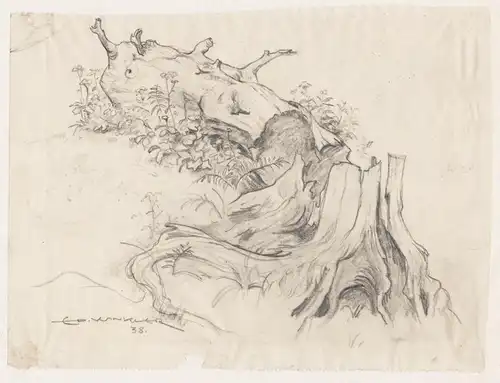 (Baumstudie) - Baum tree study