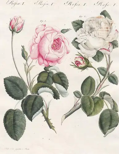 Rosen I. - 1) Die rothe Centifolie. - 2) Die weiße Centifolie. - Centifolie Zentifolie Provence-Rose Kohl-Rose