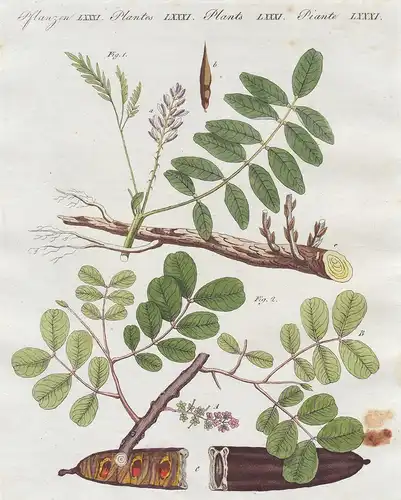 Pflanzen LXXXI. - 1) das glatte Süssholz. - 2) Der Johannisbrodbaum. - Süßholz licorice Glycyrrhiza glabra Joh